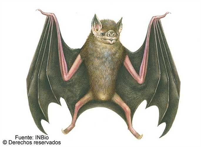 Các nhà nghiên cứu cho rằng đặc điểm hút máu tiến hóa chỉ một lần duy nhất và cả 3 loài dơi hút máu có thể có chung 1 tổ tiên.