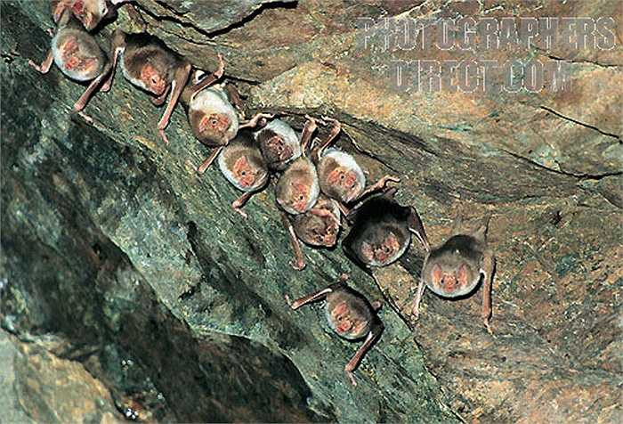 Dơi quỷ được tin là loài dơi duy nhất có tập tính nhận nuôi con của dơi cái khác khi mẹ của nó chết.