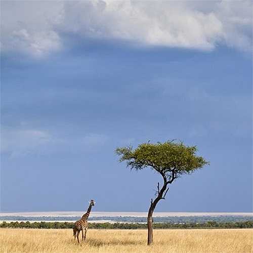 Khám phá thiên nhiên hoang dã với 1 triệu USD: Hành trình khám phá thế giới tự nhiên kéo dài trong 111 ngày, đi qua 12 quốc gia, giúp bạn chiêm ngưỡng 18 loài vật đang trong tình trạng nguy cấp, như tê giác trắng trên trực thăng ở Kenya, hổ ở Ấn Độ, gấu trắng ở Bắc Cực, hay theo dõi rùa khổng lồ trên quần đảo Galapagos. 100.000 USD trong hợp đồng sẽ được tặng cho các quỹ bảo tồn. 