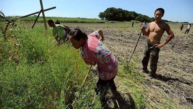 Dân Trung Quốc đang làm nông nghiệp ở Nga