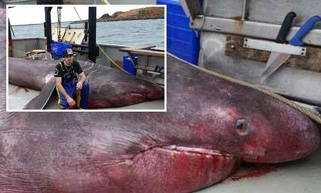 Con cá mập Basking mới được tìm thấy