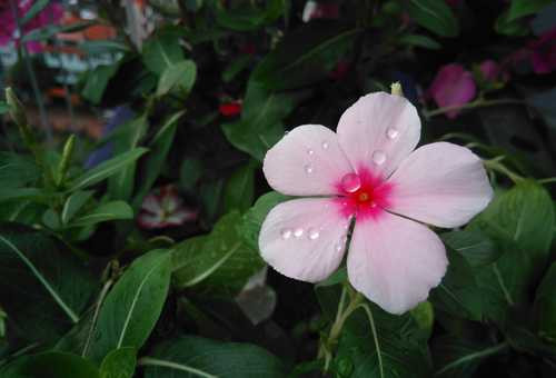 Ảnh chụp cận cảnh bởi Bphone. 