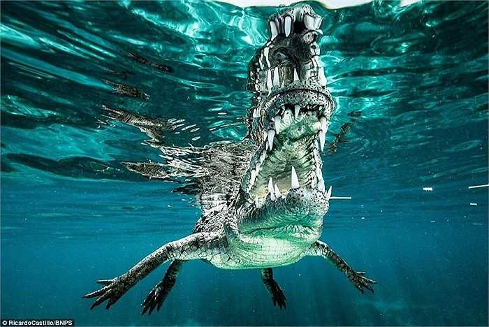 Hàm răng sắc nhọn của loài cá sấu này khiến người ta liên tưởng đến hàm răng khủng long, đặc biệt là góc chụp này