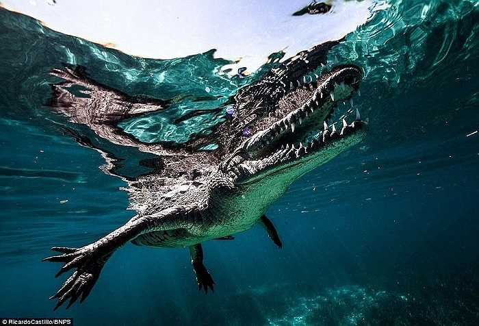 Castillo không hề có thiết bị bảo vệ khi tiến lại gần con cá sấu dài hơn 3m nguy hiểm này