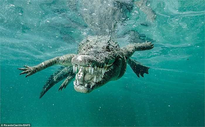 Nhưng với kinh nghiệm nhiều năm bơi dưới nước chụp ảnh những loài động vật nguy hiểm, Castillo vẫn có những tấm hình ấn tượng