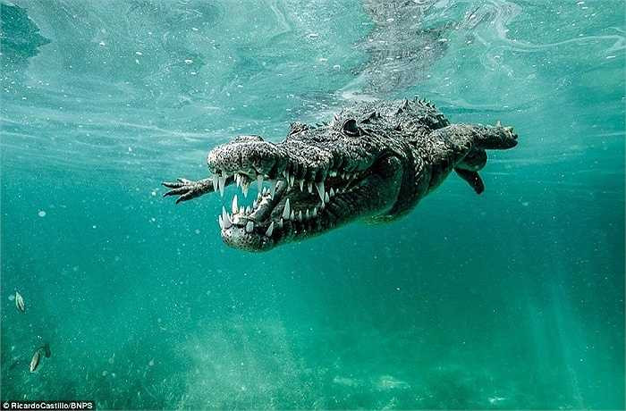 'Mọi người có thể nghĩ tôi điên rồ khi chụp những bức hình như vậy nhưng chúng ta cần phải mạo hiểm vì những điều chưa biết', Castillo nói