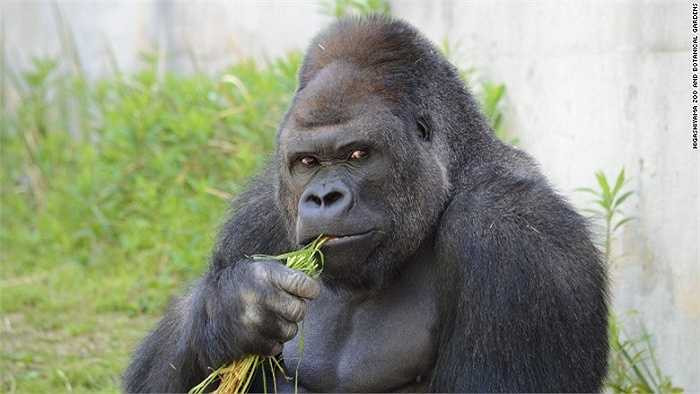 Những người sử dụng mạng Twitter liên tục đăng tải những bức ảnh về chú khỉ nổi tiếng ở vườn thú Higashiyama 