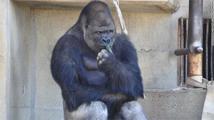 Chị em phụ nữ 'hâm mộ' chú khỉ vì vẻ 'đẹp trai, suy tư, nam tính'