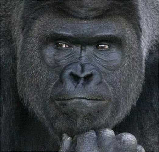 'Nét suy tư'của Shabani khiến chị em đổ rạp