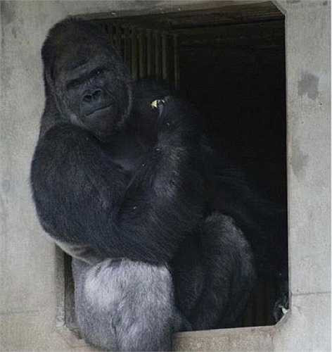 Lượng khách thăm quan vườn thú tăng đáng kể nhờ danh tiếng của chú khỉ