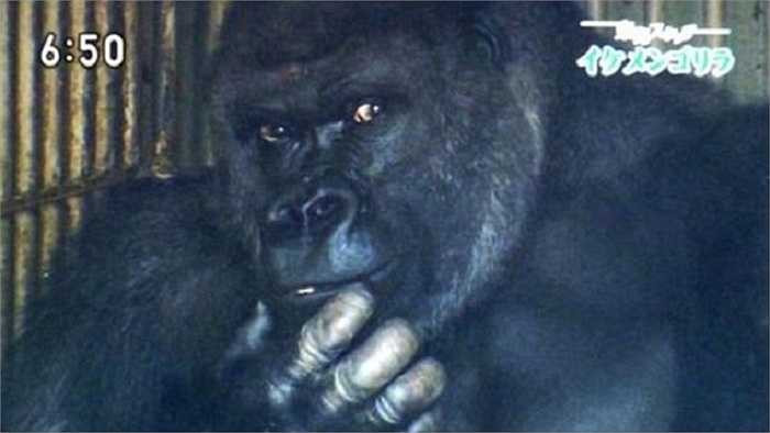 Chỉ sau một tháng Shabani trở nên nổi tiếng nhờ mạng xã hội