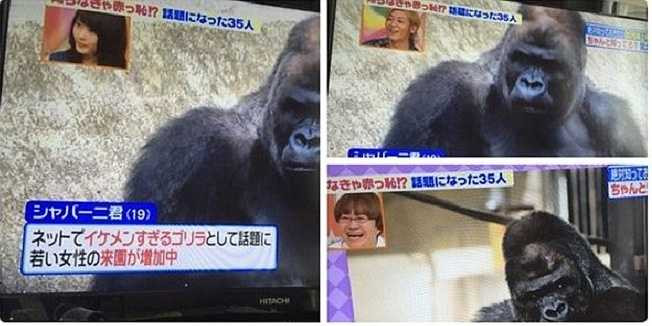 Nhiều cô gái đến vườn thú chỉ để được chụp ảnh chung với chú khỉ và đăng ảnh lên tài khoản Twitter