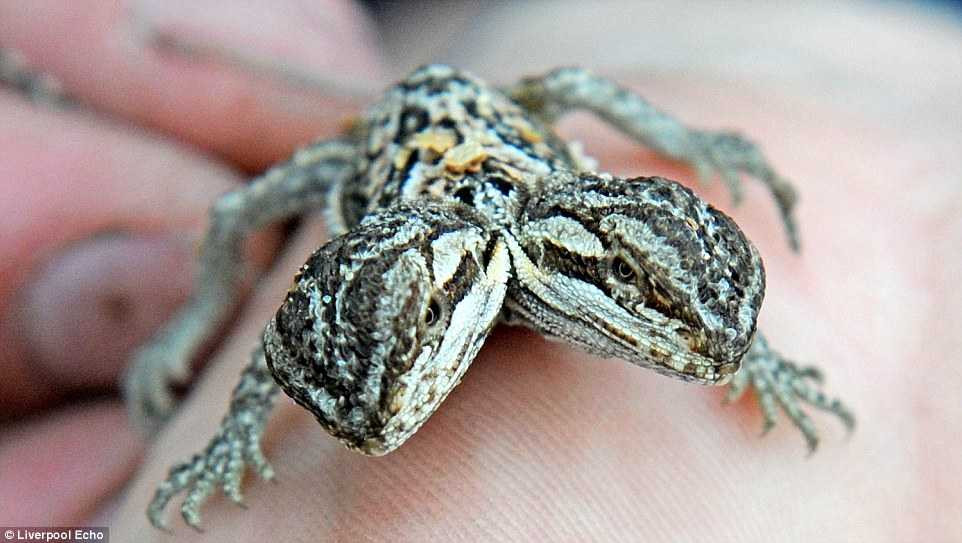 thằn lằn hai đầu