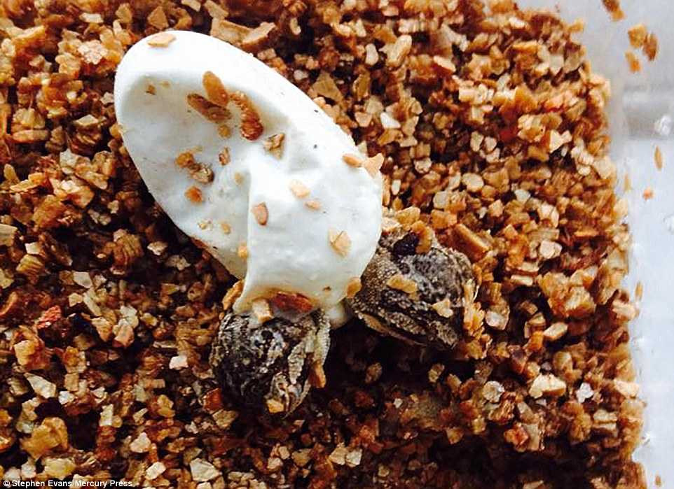 thằn lằn hai đầu