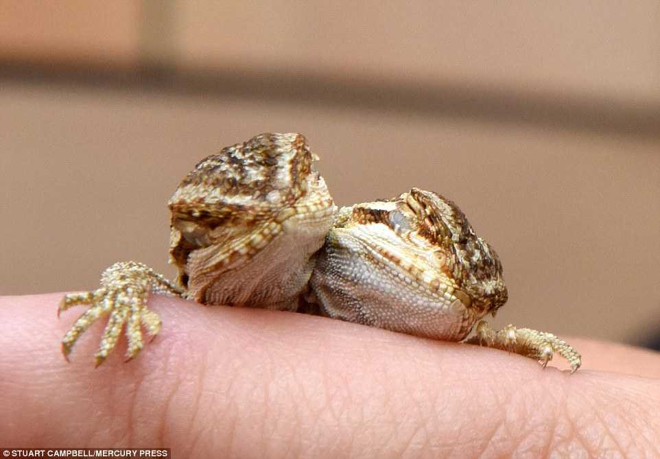 Kỳ dị 'quái vật' thằn lằn hai đầu mới chào đời