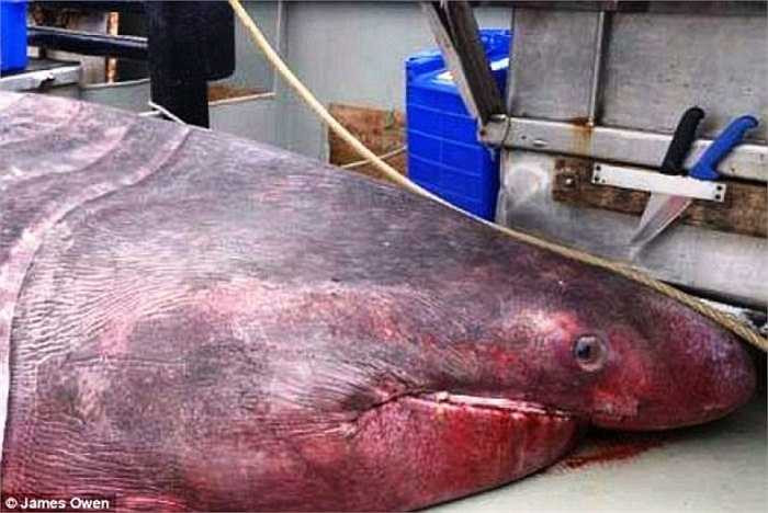 Một con cá mập phơi khổng lồ dài đến 6,3m đã bị bắt ngoài khơi vùng biển bang Victoria (Australia). Đây là lần đầu tiên trong 85 năm qua, người ta phát hiện ra loài cá mập hình thù kỳ lạ này xuất hiện ở hải phận Australia.