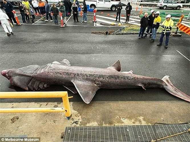 Con cá mập sa lưới ngư dân Australia vào ngày Chủ nhật 21/6 bởi thuyền trưởng James Owen và thủy thủ đoàn