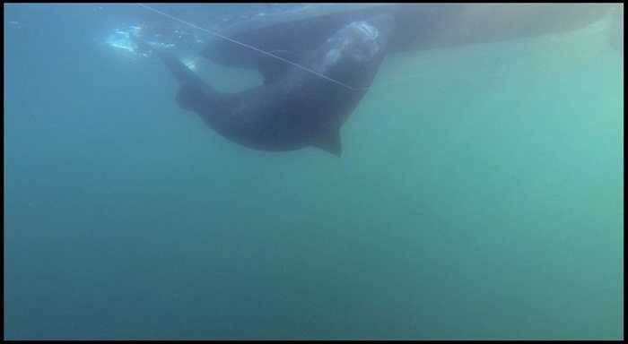 Một người đàn ông 33 tuổi tên là Joel Abrahamsson ở Thụy Điển đã dùng sức câu được một con cá mập nặng gần 600kg ở một vùng biển của Na Uy.