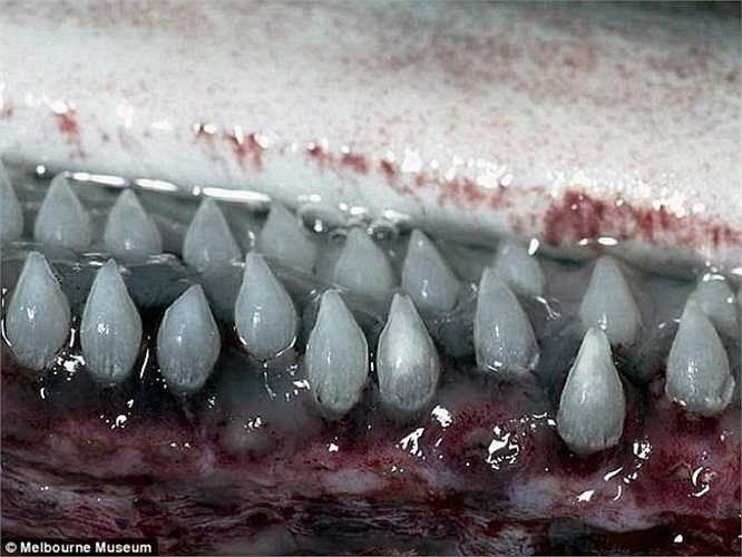 Được biết đây là một con cá mập phơi (basking shark) và nó sở hữu một hàm răng rất khủng khiếp