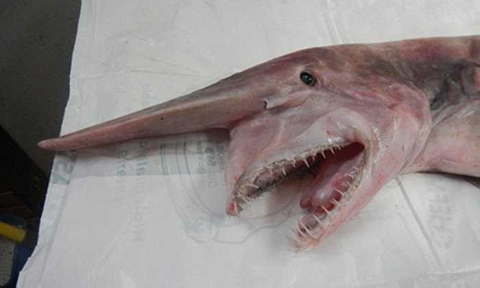 Nhóm ngư dân ở Australia bắt được con cá mập yêu tinh, một trong những loài cá mập hiếm trên thế giới, được mệnh danh là 'hóa thạch sống'.