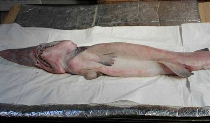 Ngày sa lưới của thủy quái này là 29/1/2015. Đây là loài cá mập yêu tinh với hình thù khác biệt và kỳ dị với mũi khoằm dài hơn, giống mỏ chim.