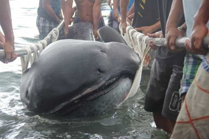Đầu năm 2015, một cá mập siêu hiếm, dài tới gần 5m và sở hữu cái miệng khổng lồ đã mắc lưới các ngư dân ở vùng Philippines. Tuy nhiên, con cá mập hiếm gặp này đã chết trước khi được đưa lên bờ. 