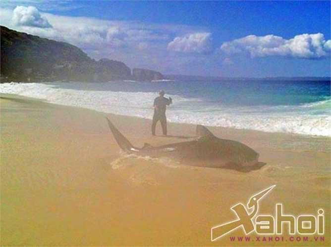 Brendon Hilder - một ngư dân đã rất sốc khi chuyến đi câu cá hồi của mình đã mang lại chiến lợi phẩm là một quái vật cá mập khổng lồ dài tới hơn 4m tại vùng biển Australia