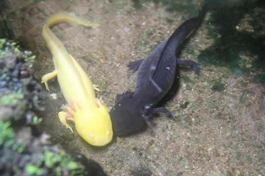 Xuất hiện ‘khủng long 4 chân 6 sừng’ tại Lâm Đồng