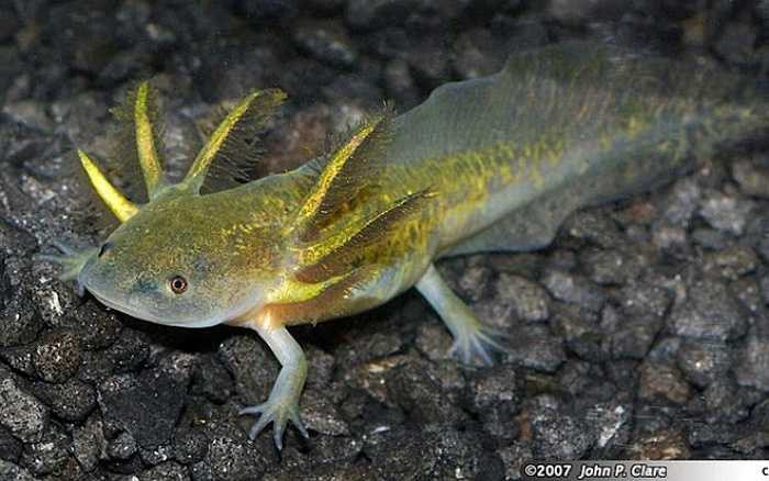 Mốt chơi kỳ nhông nước Axolotl được dân mê sinh vật cảnh Việt Nam rỉ tai nhau từ năm 2010, lúc đầu chỉ rộ lên phía Nam, sau này lan ra phía Bắc. 