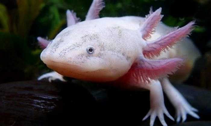 Kỳ nhông Mexico là loài động vật chỉ có ở một số hồ tại TP Mexico, thường sống ở nhiệt độ nước từ 12-20 độ C. Đa phần loài này sống dưới đáy hồ. 