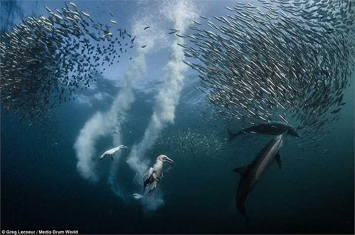 Đàn cá di chuyển theo khối khổng lồ tạo nên cảnh tượng hiếm thấy