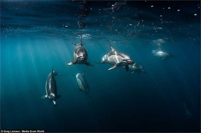 Loài cá mòi có một ‘triết lý’ đó là ‘càng đông càng an toàn’, nhưng đây cũng chính là điểm yếu của chúng khi nó làm thu hút sự chú ý của những kẻ săn mồi