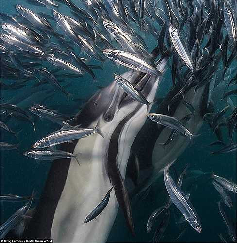 Cá mòi là món ăn ưa thích của rất nhiều loài động vật khác như ó biển, cá heo, cá voi, hải cẩu