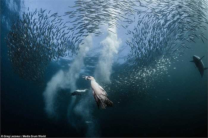 Kích thước của một đàn cá mòi trong mỗi chuyến di cư ước tính có thể dài 14,5 km, rộng 3,2km và sâu tới 39,6m