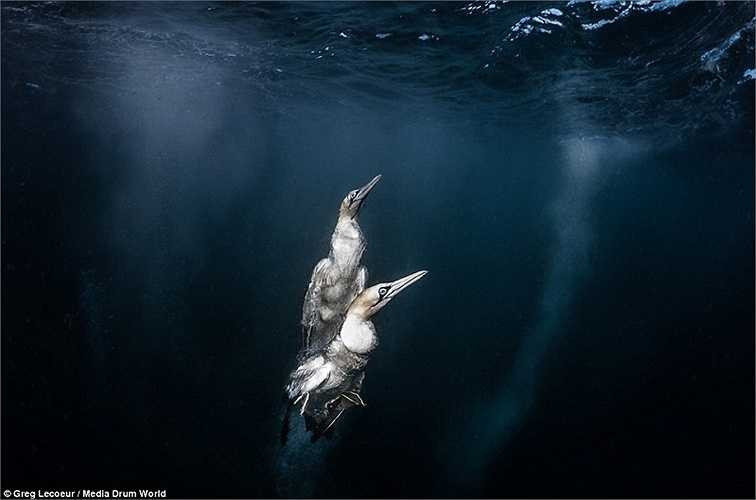 Lecoeur ghi lại khoảnh khắc hai con chim đang bơi nhanh lên mặt nước sau khi lao vào đàn cá