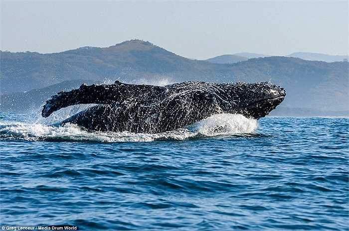 Hình ảnh một con cá voi như đang điên cuồng trong bữa ăn thịnh soạn hiếm có