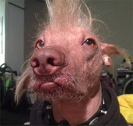 Chú chó Morris có mũi giống mũi lợn 