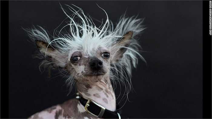 Chân dung Rascal Deux, một chú chó đến từ 'gia tộc chó xấu xí' tham dự cuộc thi. Bố của Rascal Deux từng giành giải nhất cuộc thi này vào năm 2002