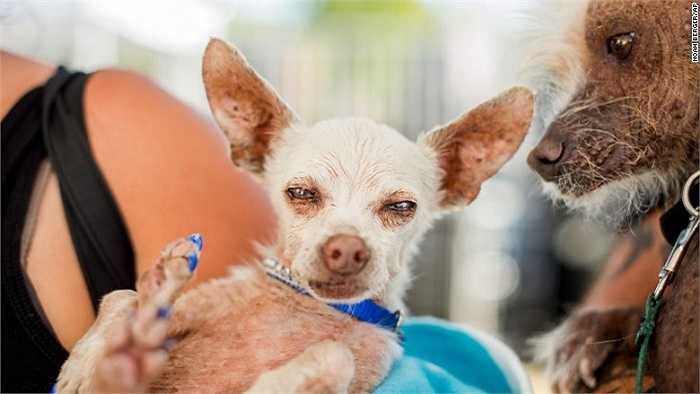 Một con chihuahua đến từ Petaluma, California