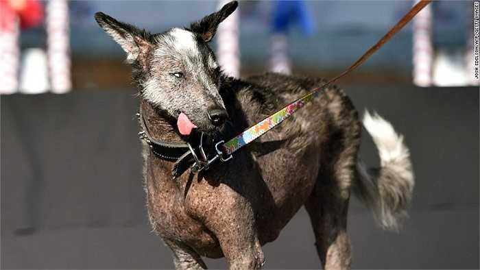 Chú chó có lưỡi và thân hình dài ngoằng Reggie