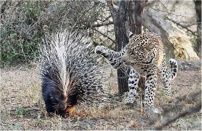 Hầu hết các con vật đều run sợ khi gặp kẻ ăn thịt đáng sợ trên đồng cỏ châu Phi là báo đốm. Nanh vuốt của chúng có thể xé xác con mồi sau một lúc rượt đuổi