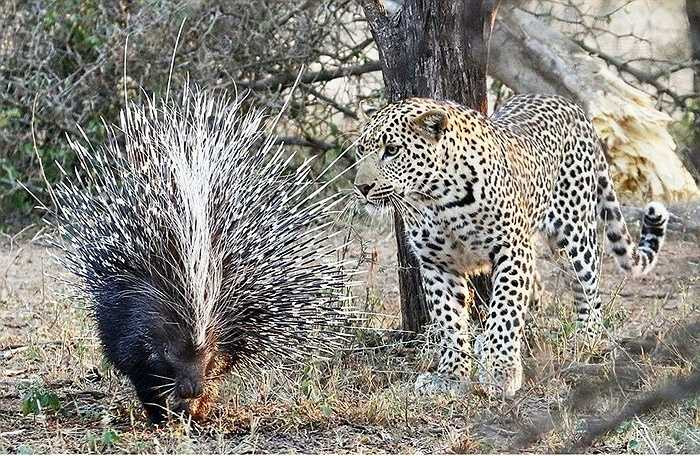 Nhưng, dường như con báo có hùng dũng đến đâu cũng có chút cảnh giác khi gặp chú nhím ở đồng cỏ. Nếu nhìn qua tương quan thể lực, con báo có thể tấn công con nhím nhanh chóng
