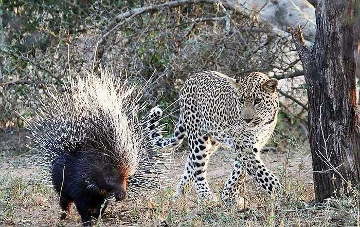 Tuy nhiên, con nhím đâu có sợ. Chúng có bộ lông sắc nhọn là vũ khí đáng sợ không kém nanh vuốt của kẻ ăn thịt. Cho nên dù con báo tỏ vẻ ve vãn để tấn công vẫn không được