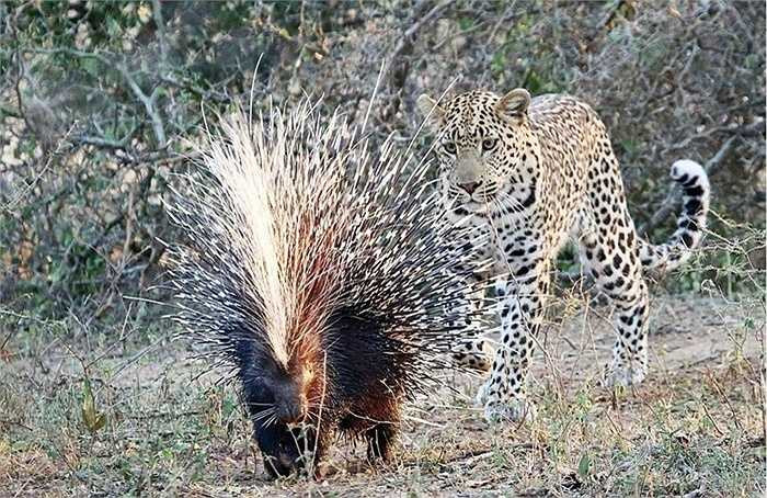 Bộ lông xù thẳng đứng, cứng và nhọn của con nhím đã giúp chúng bình tĩnh khi gặp báo. Con báo sau khi thăm dò bộ lông có chút nhụt chí