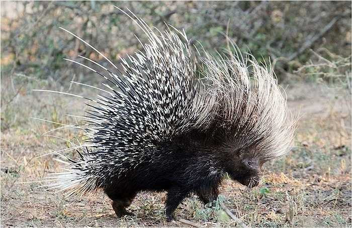 Sau một lúc không được gì, con báo đành để chú nhím bỏ đi trong chiến thắng