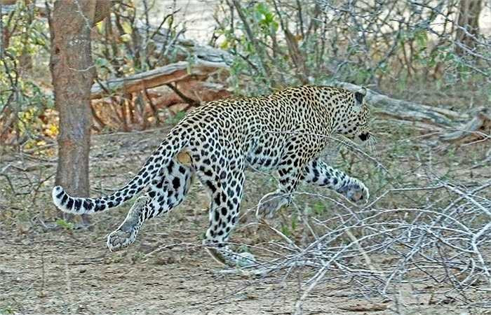 Còn con báo lủi nhanh vào rừng khi đánh mất bữa tiệc tưởng chừng dễ ăn