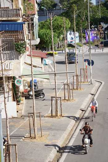 Hà Nội bàn phương án thay thế cây mỡ trên đường Nguyễn Chí Thanh