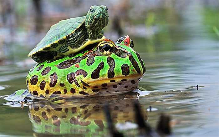 Rùa lại leo lên lưng cóc