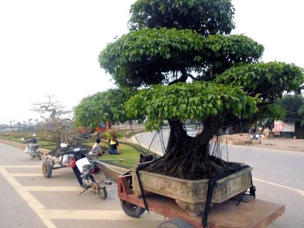 cây cảnh