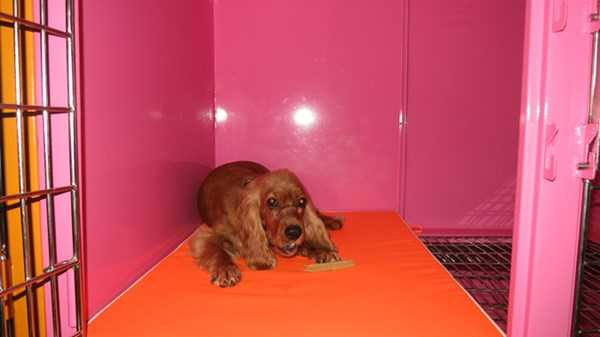 Đại gia bỏ triệu USD xây khách sạn 5 sao cho chó mèo